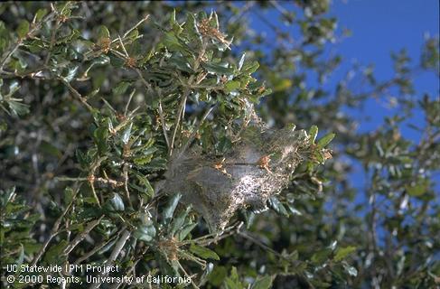 Coast live oak with tent caterpillar silk webs and feeding damage.