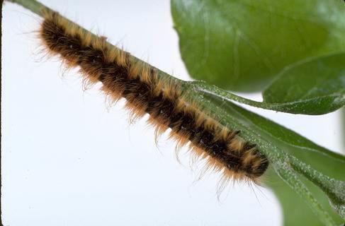 Western tent caterpillar, <i>Malacosoma californicum,</i> larva.