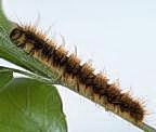 Western tent caterpillar