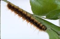 Western tent caterpillar larva.