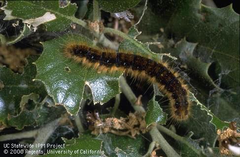 Tent caterpillar larva on coast live oak leaves.