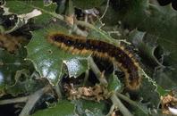 Tent caterpillar larva