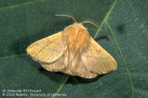 Adult (moth) forest tent caterpillar, <i>Malacosoma disstria.</i>.