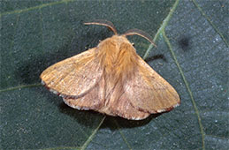 Tent caterpillar adult moth