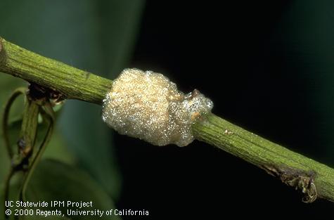 A mass of recently laid eggs of forest tent caterpillar, <i>Malacosoma disstria.</i>.