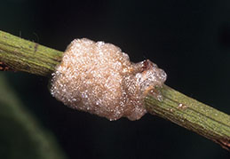 ent caterpillar eggs