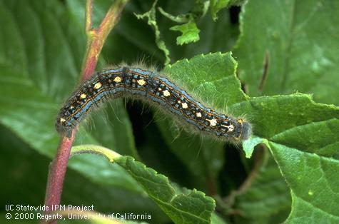 Larva of forest tent caterpillar feeding on prune leaves.