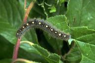 Larva of forest tent caterpillar.