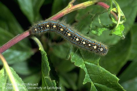 Larva of forest tent caterpillar, <i>Malacosoma disstria.</i>.