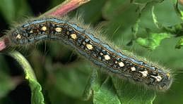 Forest tent caterpillar larva