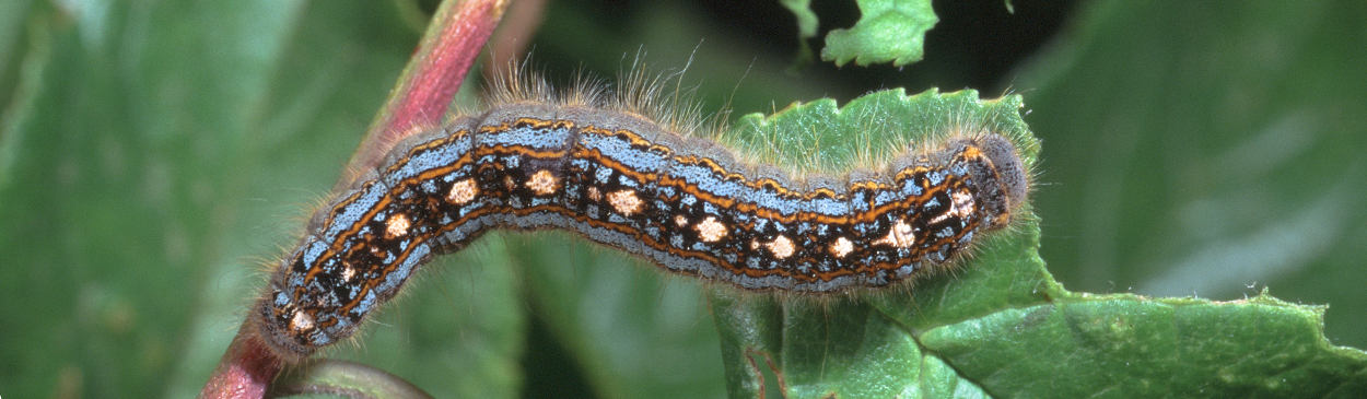 Larva of forest tent caterpillar, Malacosoma disstria. 