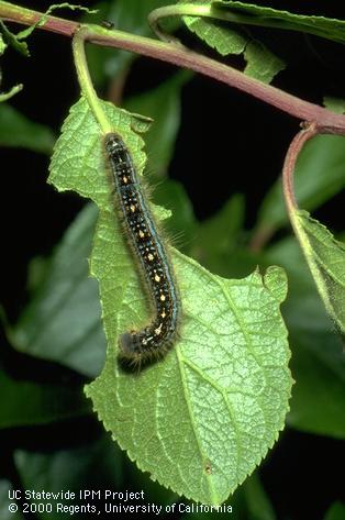 Larva of forest tent caterpillar feeding on prune leaves.