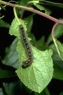 Forest tent caterpillar larva