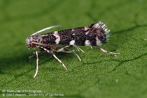 Adult citrus peelminer, <I>Marmara gulosa.</I>.