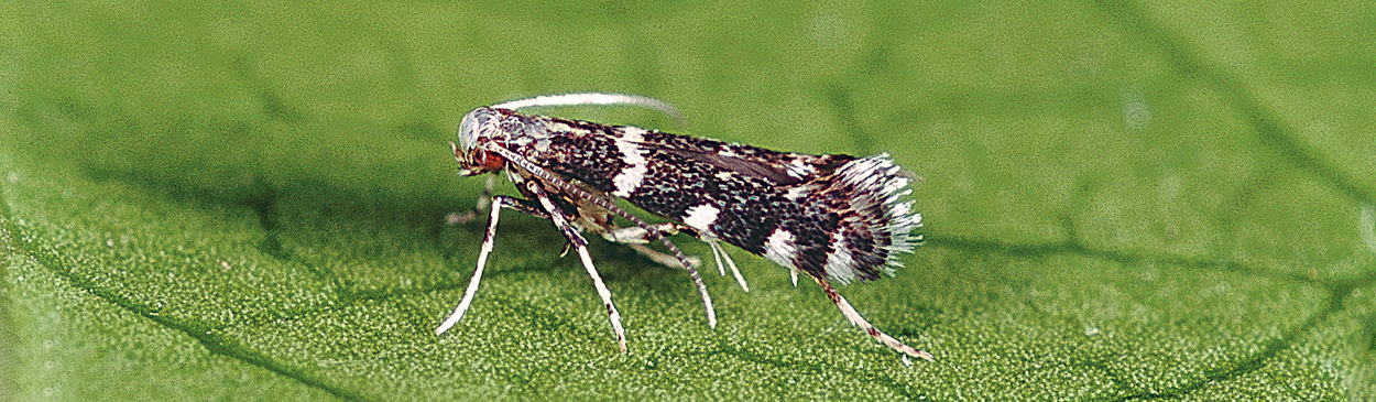 Adult citrus peelminer, Marmara gulosa.