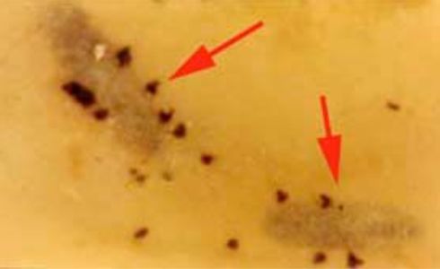 Two grayish pupae of <I>Cirrospilus coachellae,</I> a parasite of the citrus peelminer larvae, underneath an orange peel and surrounded by fecal material (arrows).