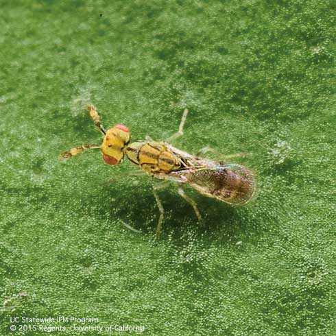 <i>Cirrospilus coachellae,</i> an important parasitoid of the citrus peelminer larva.