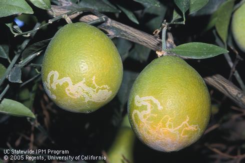 Larval feeding tunnels of the citrus peelminer, <I>Marmara gulosa,</I> on the skin of oranges. 