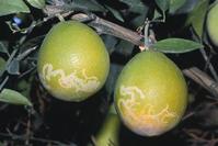 Citrus peelminer damage