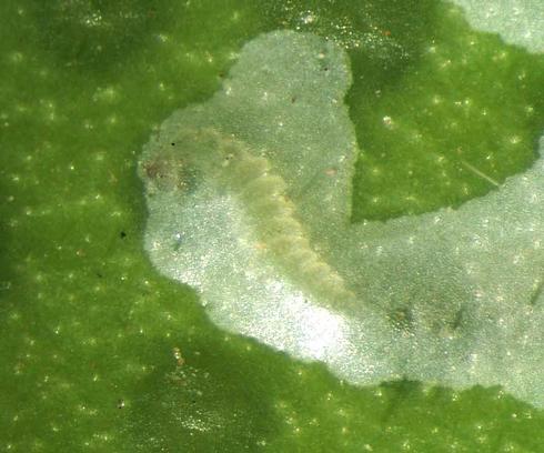 Pale, distinctly segmented larva of a citrus peelminer, <I>Marmara gulosa,</I> just beneath the surface of a green citrus fruit.