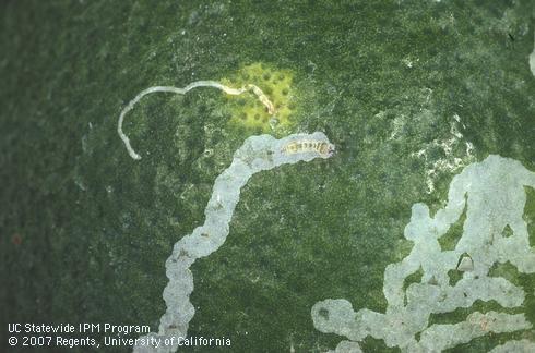 Larva of citrus peelminer, <I>Marmara gulosa,</I> visible through the thin layer of rind tissue covering its tunnel in a navel orange. 