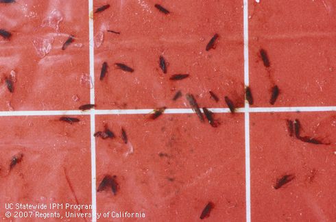 Adults of citrus peelminer, <I>Marmara gulosa</I>, caught in pheromone- baited sticky trap. Dark brown, tiny moths on reddish card relative to white grid lines marked in 1-inch squares.