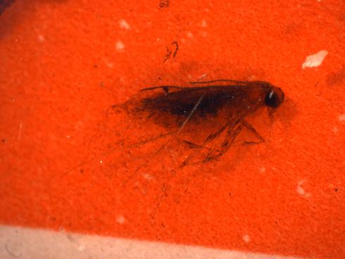 Adults of citrus peelminer, <I>Marmara gulosa</I>, caught in pheromone- baited sticky trap. Dark brown, tiny moths on reddish card relative to white grid lines marked in 1-inch squares.