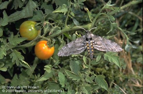 Adult tomato hornworm, <i>Manduca quinquemaculata</i>.