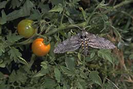 Adult tomato hornworm.