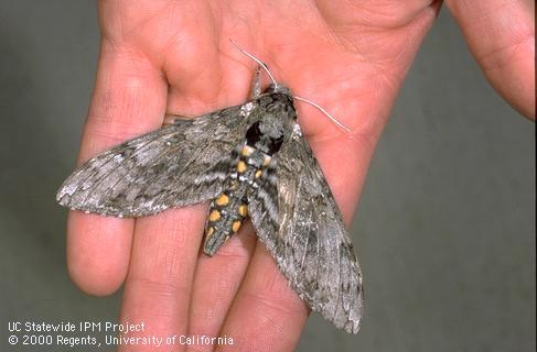 Adult of tomato hornworm, <i>Manduca quinquemaculata</i>.