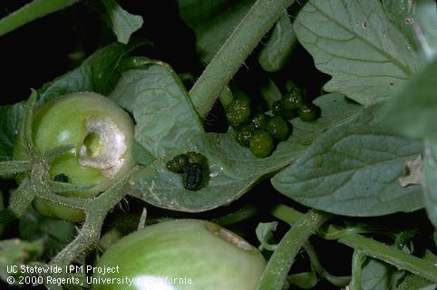 A tomato fruit chewed by a larva of tomato hornworm, <i>Manduca quinquemaculata</i>. To the right are moist, green, recently excreted pellets of its frass (excrement).