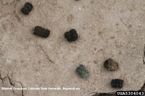 Dry pellets of frass (excrement) of tomato hornworm, <i>Manduca quinquemaculata</i>, on the ground beneath a caterpillar-infested plant.