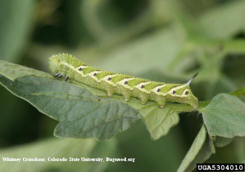 Larva (caterpillar) of tomato hornworm, <i>Manduca quinquemaculata</i>, feeding on tomato foliage.