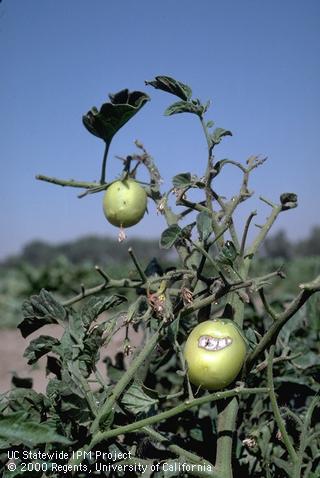 Crop damaged by tobacco hornworm.