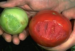 Hornworm damage to tomato fruit