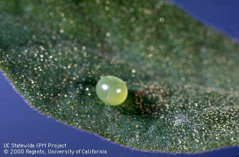 Egg of the adult of tobacco hornworm, <i>Manduca sexta</i>.