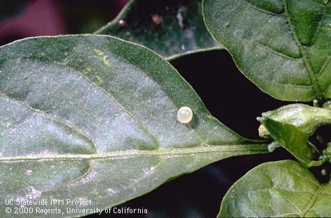 Egg of tobacco hornworm.