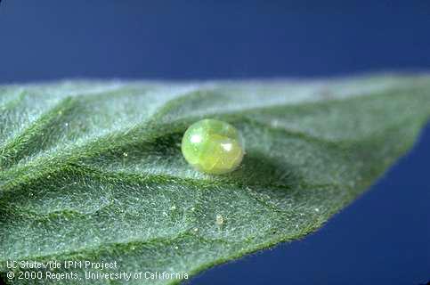 Egg of tobacco hornworm.