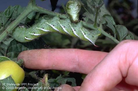 Larva of tobacco hornworm, <i>Manduca sexta</i>.