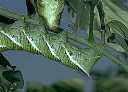 Tobacco hornworm, the larva of a sphinx moth