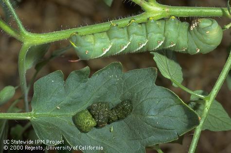 Tobacco hornworm larva.