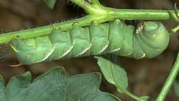 Mature hornworm larva