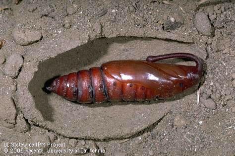 Pupa of tobacco hornworm, <i>Manduca sexta</i>.