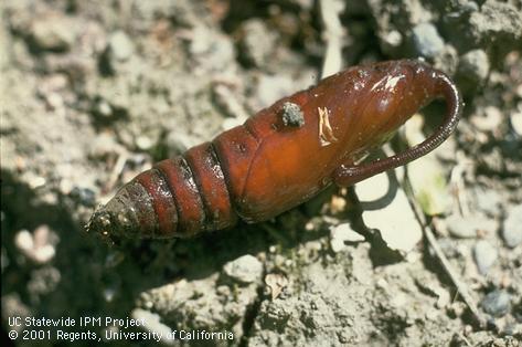 A tomato hornworm pupa.