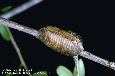 Praying mantid egg case.