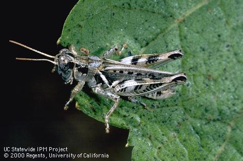 Adult devastating grasshopper.