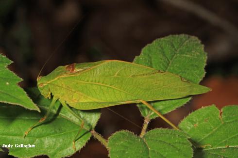 Adult angularwinged katydid, <i>Microcentrum retinerve</i>.