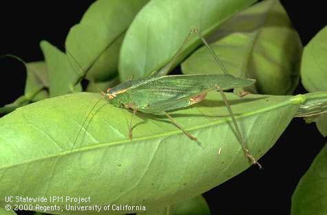 Adult broadwinged katydid, <i>Microcentrum rhombifolium</i>.