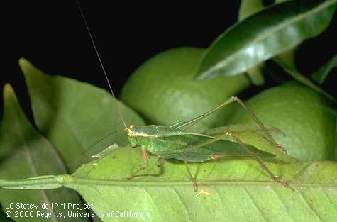 A broadwinged katydid adult underneath an undamaged citrus leaf.