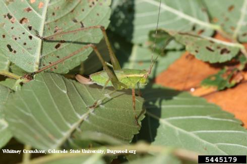 Nymph of a broadwinged katydid, <i>Microcentrum rhombifolium</i>, and the holes it chewed in leaves.